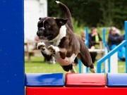 Gjøvik 19.06.2021 - Boxerhaven`s Linnea - Agility hopp - Very Good