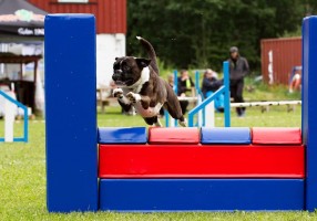 Boxerhaven's Linnea AG hopp 3pl VG