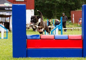 Boxerhaven's Linnea AG hopp 3pl VG