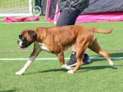 Lillehammer 22.08.2021 - Kronion`s Jeanne d`Arc - BIR Norsk vinner 2021