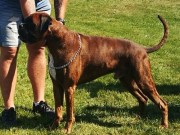 Sandefjord 05.06.2021 - Kronion`s Ikaros - CERT 1.BHK CACIB BIR - Cruft kvalifisert