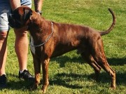 Trondheim 04.07.2021 - Kronion`s Ikaros - CERT 2BHK CACIB