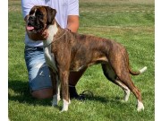 Trondheim 03.07.2021 - Kronion`s Nikita - CK CERT 3.BTK