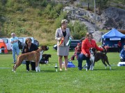 Norsk Boxerklubb Telemark sin spesialutstilling 28.08.2021 - Presentasjon av vinnere