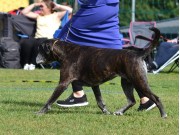 Skien 28.08.2021 - Handler`s Pralin - 4.BTK, BIM Veteran