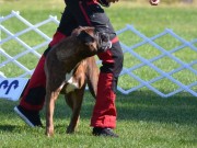 Lom 19.05.2023 -  Bricilla's Brace Height  - Nosework - Godkjent LGT Kl. 1, 2 og 3