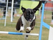 Gudbradsdalen 17.07.2021 - Boxerhaven`s Linnea - Agility hopp kl 1L - Excellent 1.vinner