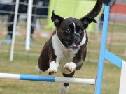 Hunderfossen 08.08.2021 - Boxerhaven`s Linnea - Agility kl 1L - Very good