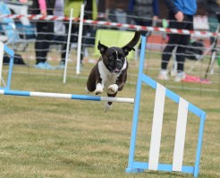 Boxerhaven's Linnea AG hopp 1pl 17.07.21