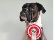 Hunderfossen 07.08.2021 - Boxerhaven`s Linnea - Agility hopp kl 1L - Excellent