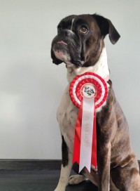 Boxerhaven's Linnea AG hopp 3pl 07.08.21