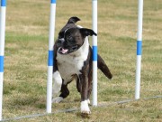 Hunderfossen 07.08.2021 - Boxerhaven`s Linnea - Agility kl 1L - Very good