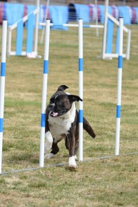 Boxerhaven's Linnea AG 6pl 07.08.21