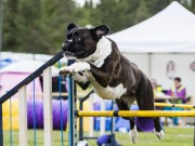 Brandbu stadion 29.08.2021 - Boxerhaven`s Linnea - Agility hopp kl 1L- Very good