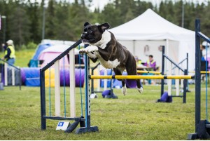 Boxerhaven's Linnea AG hopp 29.08.2021