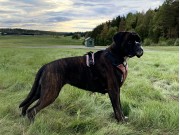 Indre Østfold 18.09.2021 - Rexob Precious Heart   - Lydighet kl 2. - 2 premie 153 poeng