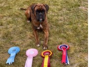 Oppdal 26.09.2021 - Kronion`s Ninja - 1. BTK Cert BIR