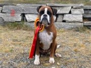 Oppdal 25.09.2021 - Urban legende`s Hooked On A Feeling - Lydighet kl 2 - 1. premie 165 poeng