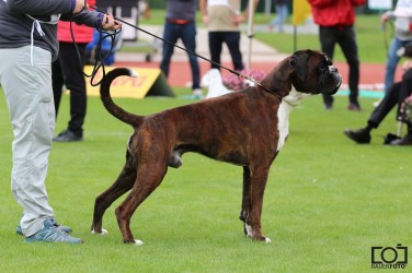 Birkeboxer Quince V2