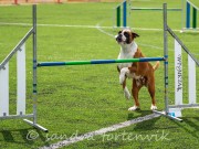 Saltstraumen 25.09.2021 - Nashira av Boxerhuset - Agility kl 3L - Excellent 1.plass