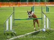 Saltstraumen 26.06.2021 - Nashira av Boxerhuset - Agility kl 2 L - Excellent 1.plass - Napp 