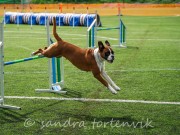 Rombak 28.08.2021 - Nashira av Boxerhuset - Agility Hopp kl 3L - Excellent 1.plass Ny mellomtittel AGHIII