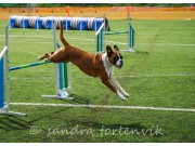 Saltstraumen 15.08.2021 - Nashira av Boxerhuset - Agility Hopp kl 3L - Excellent 1.plass Cert Napp
