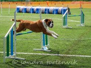 Rombak 28.08.2021 - Nashira av Boxerhuset - Agility kl 3L - Excellent 1.plass Cert napp