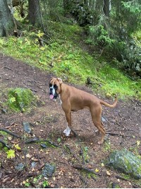 Birkeboxer Daga MHtest 23.10.21
