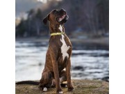 Båstad 24.10.2021 - Hundestaffel Nord Olivia  - Mentalbeskrivelse (MH)