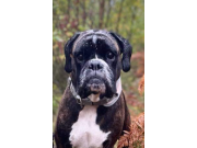 Oslo/Morokulien 20.06.2021 - 28.12.2021 - Rexob Precious Heart - Norsk Boxerklubbs Dressurplakett