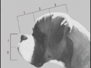 Snutemålingsprosjekt av Line Orlund, utgitt i Boxernytt nr 4 2021