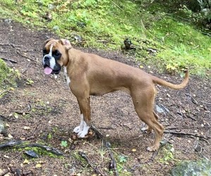 Birkeboxer Daga
