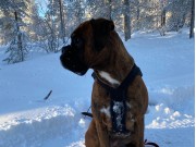 Ski 22.01.2022 - Kronion`s Ninja - Rallylydighet kl 1 - 1.premie 183 poeng - Napp