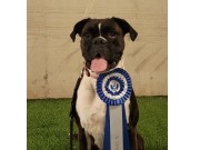 Kløfta 06.11.2021 Boxerhaven`s Linnea - Agility hopp kl 1L - Excellent - napp - 2 vinner