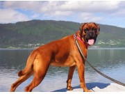 Mosjøen 26.03.2022 - Odette av Boxerhuset- Bronsemerket lydighet