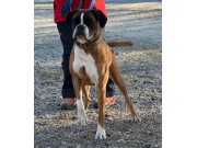 Farsund 23.04.2022 - Birkeboxer Othello - Rallylydighet kl 2 - 1. premie 180 poeng napp