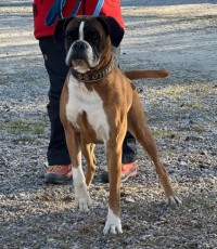 Birkeboxer Othello