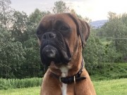 Mosjøen 05.09.2021 - Odette av Boxerhuset - Rallylydighet kl 2 - 1 premie 190 poeng