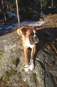 Nordic Working Aragorn MH22 g5