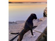 Orre 03.09.2022 - G & T-Hjertebo's Stargazing Pilar - CK 1.BTK CACIB BIM