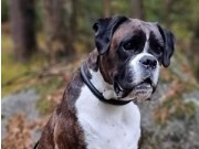Fotland 31.01.2022 - Rexob Honey Queen - Rallylydighet Elite - 3.premie 166 poeng