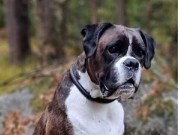 Stavanger 14.11.2021 - Rexob Honey Queen - Rallylydighet Elite - 3.premie 175 poeng