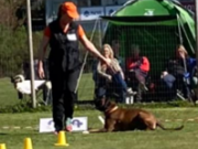 Vennesla/Dønnestad 15.05.2022 - Birkeboxer Primo - Rallylydighet kl 1. - 1.premie, 184 poeng
