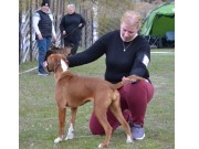 Lom 15.05.2022 - MonolaBoxer`s Becky - BIR valp 