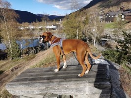 Monolaboxers Becky bim valpes søn g5