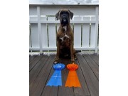 Trondheim 29.05.2022 - Kronion`s Ninja - Exc, CK, res. cert 2.BTK res.CACIB