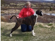 Trondheim 29.05.2022 -Engelaiz Joyride -  CERT 1.BTK CACIB - BIR - Norsk utstillingschampion