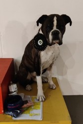 Boxerknock Elephant in The Room 5g