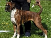 Rosekilde, Danmark, Nordisk 13.05.2022 - Kronion`s Nikita - CERT NCAC BIR - ny tittel VIV2022